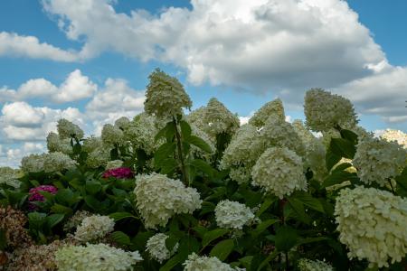 Jw 20180812 Dscf9611 3